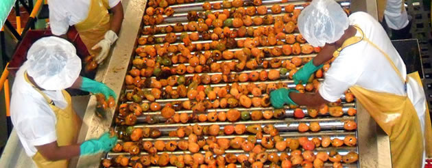 Mangoes undergoing processing