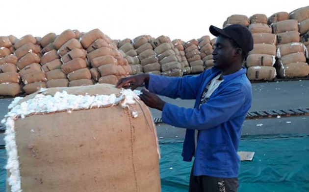Cottco is expecting output to increase by 500 percent, thanks to the Presidential Input Scheme