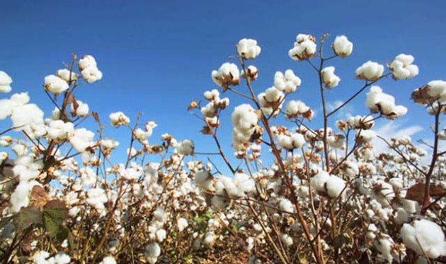 Farmers in northern Zimbabwe are smuggling cotton bales through undesignated points at night and selling it to Olam Mozambique