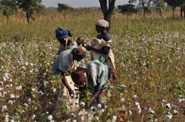 Over the past few years, the Government, which has set a target of 300 000 hectares for 2015 /16 season, has been supporting farmers through the Presidential Input Scheme