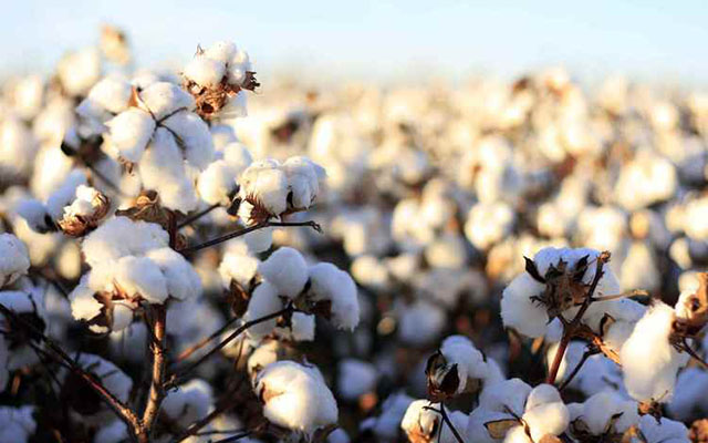 JUST IN: Farmers bank on traditional grains and cotton
