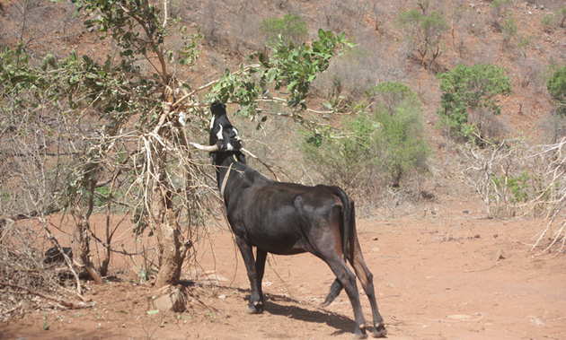 As El Nino takes its toll, causing devastating rainfall shortages across southern Africa, local meteorologists have declared the 2015 /16 cropping season a drought season.