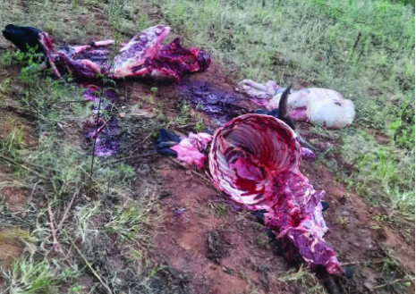Cattle rustlers wreak havoc in Headlands