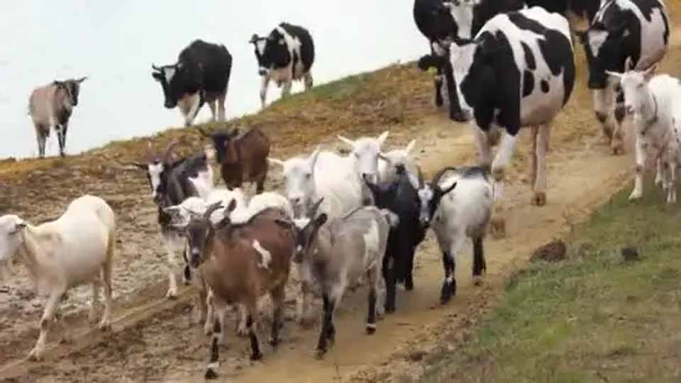 Cattle, goats and scotch carts as collateral