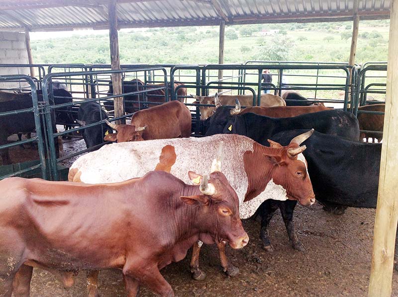 Unlocking value of rural livestock
