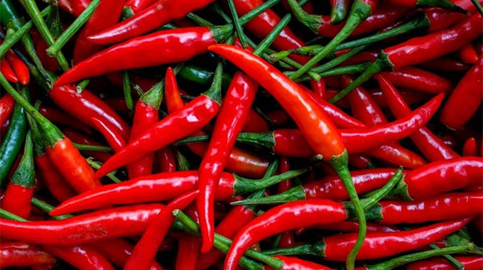 Scale up chilli growing, farmers told