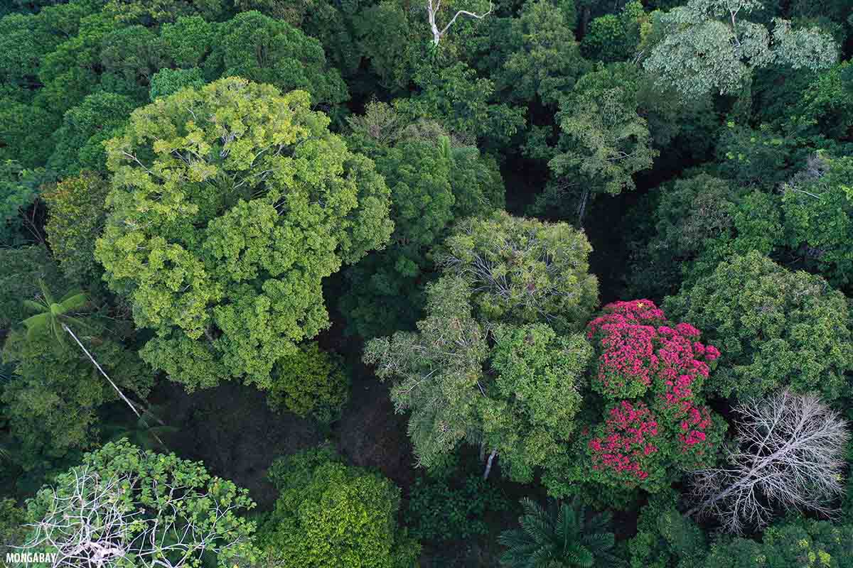 Chimanimani Mountains’ plant life