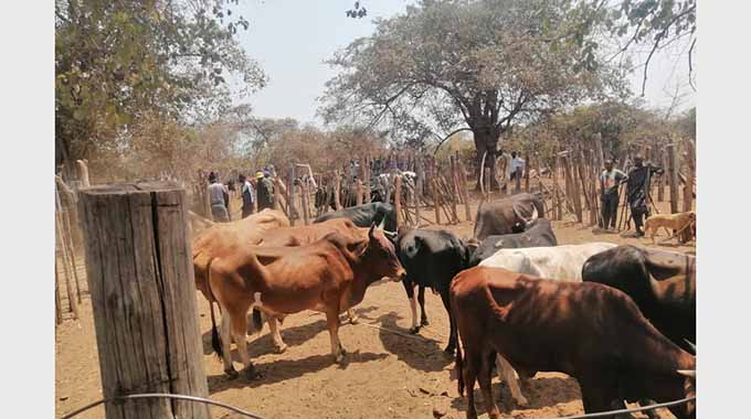 FAO collaborates with Govt in fight to reduce livestock deaths