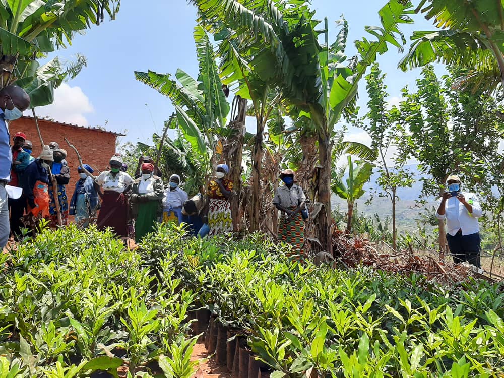 Villagers to benefit from macadamia project