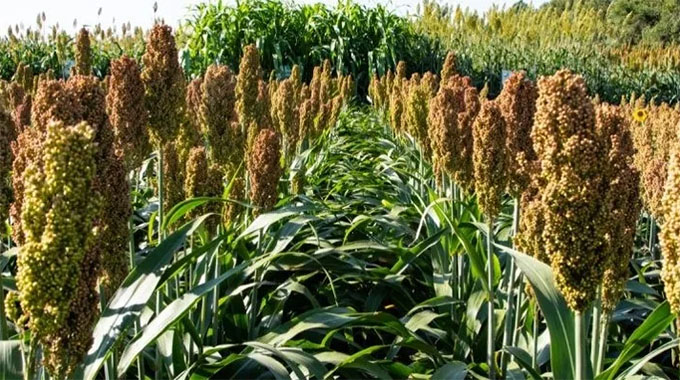 Climate resilience boost for farmers