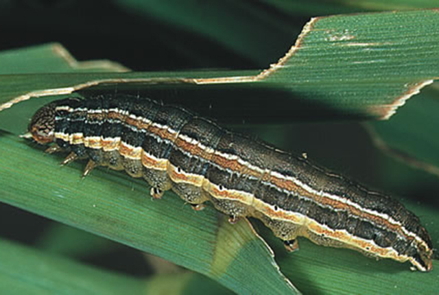 Threat of armyworms should not be ignored