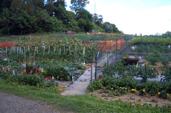 Nutrition gardens for communities