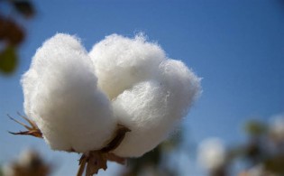 Early December shall witness a major Chinese investment in the cotton ginning sector.