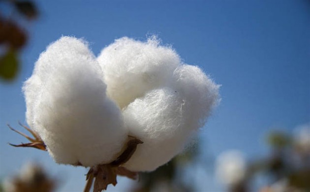Early December shall witness a major Chinese investment in the cotton ginning sector.