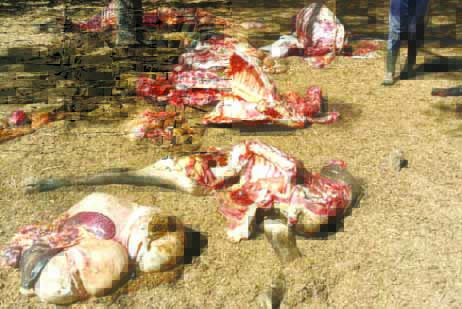 US$5k reward for info on cattle rustling gang
