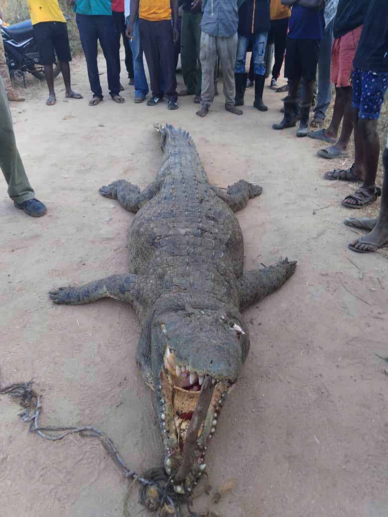 Human-wildlife conflicts reach crescendo