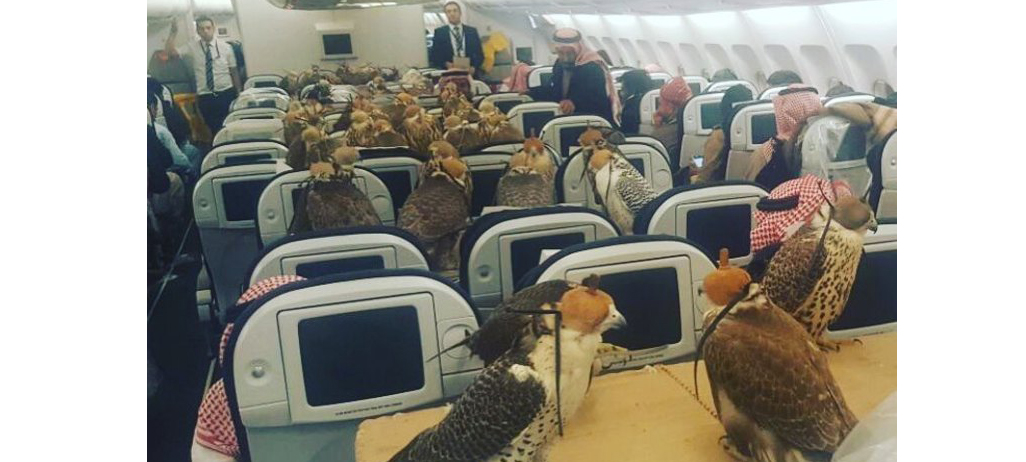Saudi prince books 80 hawks in First Class
