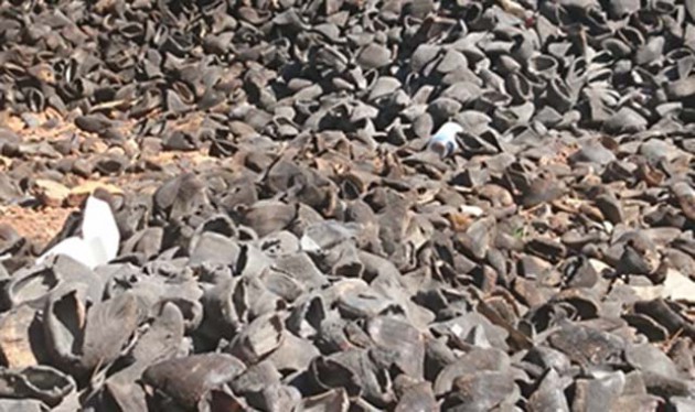 The thicket is littered with cow hooves and dry bones pricked out of cow heads