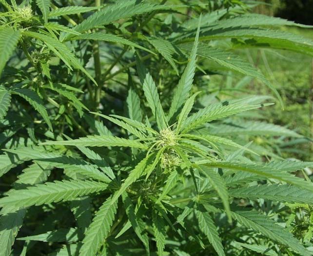 Dagga Marijuana Mbanje