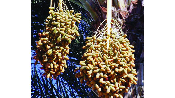 Zim should tap into date palm farming