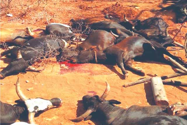 Abattoir-bound sick cattle destroyed