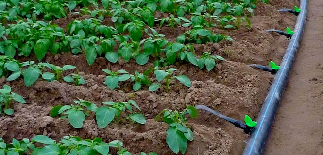 Drip irrigation brings hope  in face of climate change