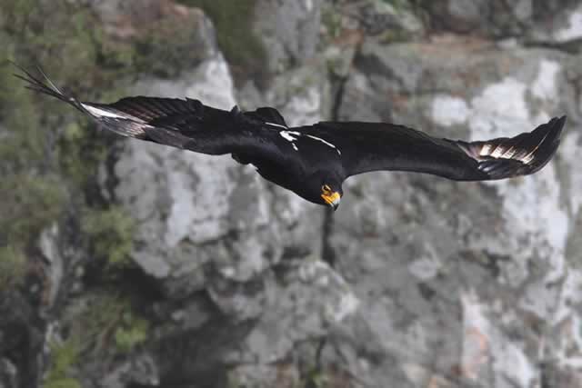 The Verreaux’s eagle