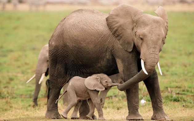 As elephant poaching spreads, creating more orphans, the need to find an effective milk formula is paramount 