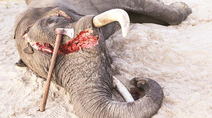 Time for Southern Africa to ditch CITES