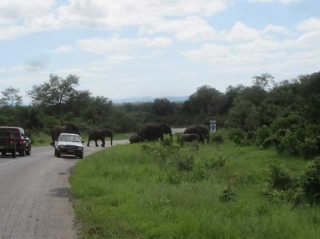 An encounter with a herd of elephants is an occasional occurrence attracting domestic and international travellers to Kariba