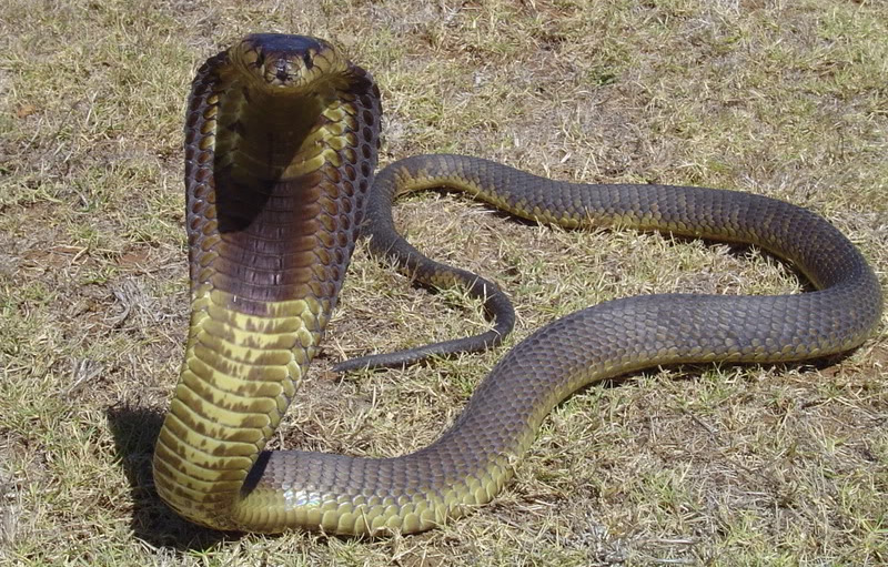 A picture showing a typical Egyptian cobra - pic from simbania.wordpress.com