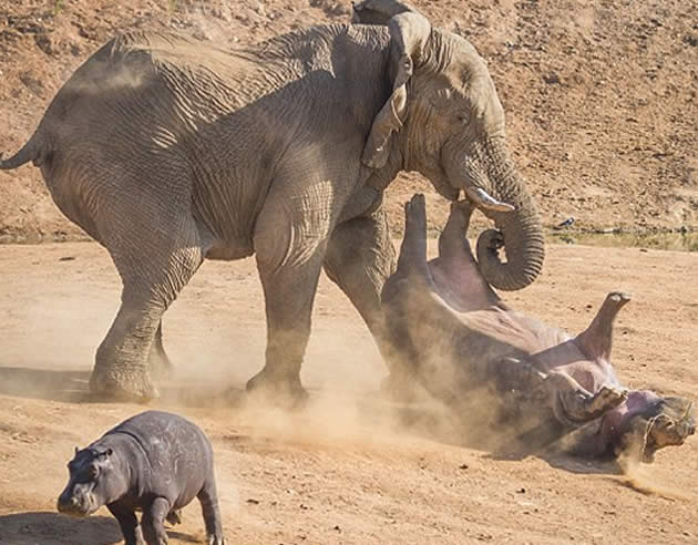 ElephantHippo2