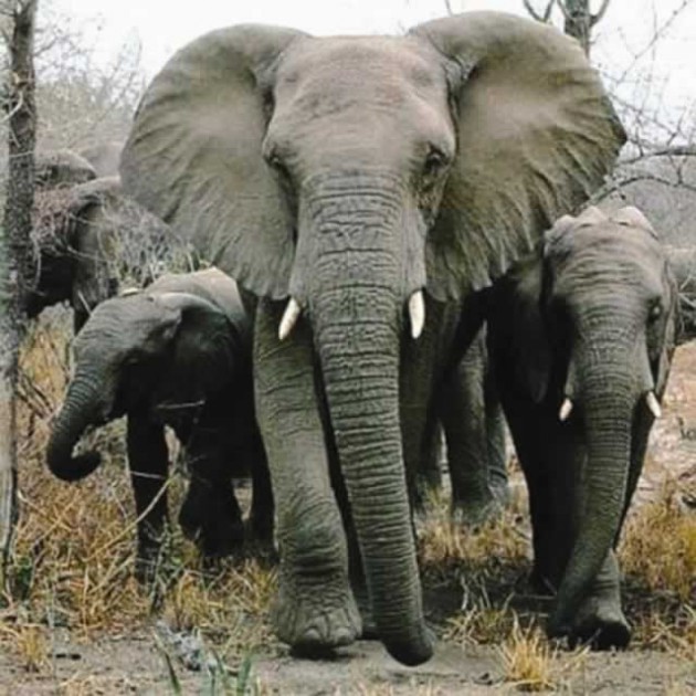 Elephants