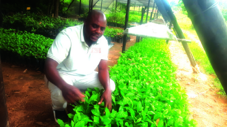 THRIVING NURSERY . . .