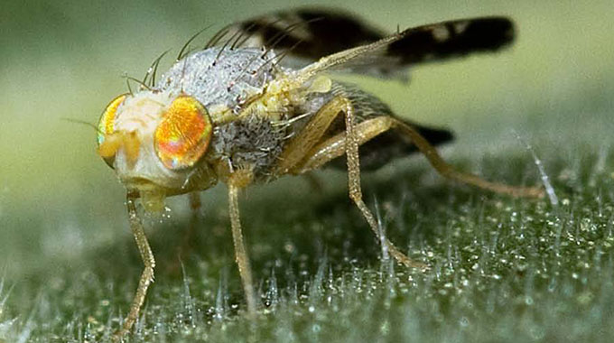 How adaptation has helped a pest spread across the globe