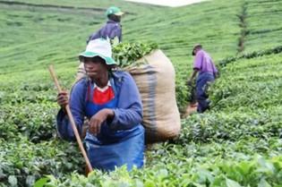 A worker carries tea plucked at Aberfoyle Tea Estates in Honde Valley last week. — Picture by John Manzongo