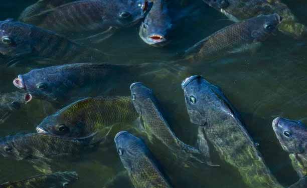 Presidential fisheries scheme in key milestone