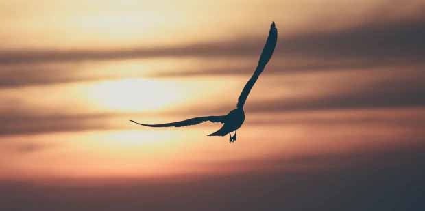 If l were a bird