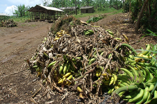 African think-tank launches post-harvest loss initiative