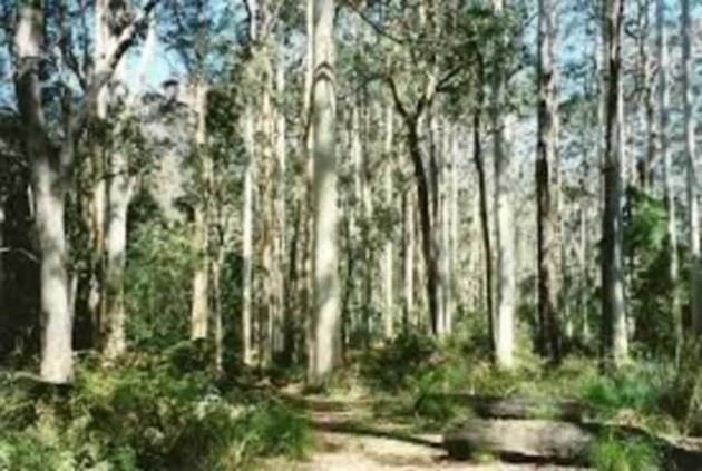 The Sustainable Afforestation Association targets to plant up to 30 000ha (or 4 000ha-5 000ha each year) of the fast-growing gum tree in seven years