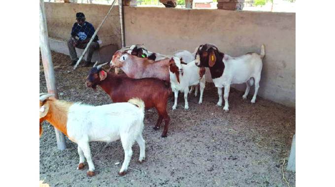Programme changes face of goat farming, marketing