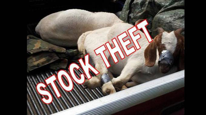 Thieves hit Centenary goat farmers