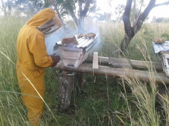 There’s more to bees than the sting