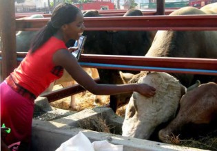 Harare Agricultural show