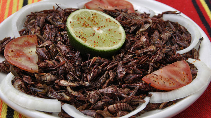Eating bugs at Insect Experience
