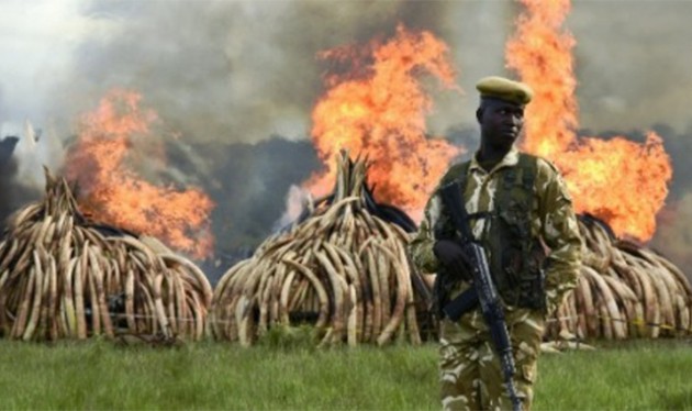 Kenya recently burnt $105 million worth of ivory which is some 105 tonnes of its cache