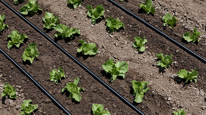 Farmers urged to pool resources for Biri irrigation