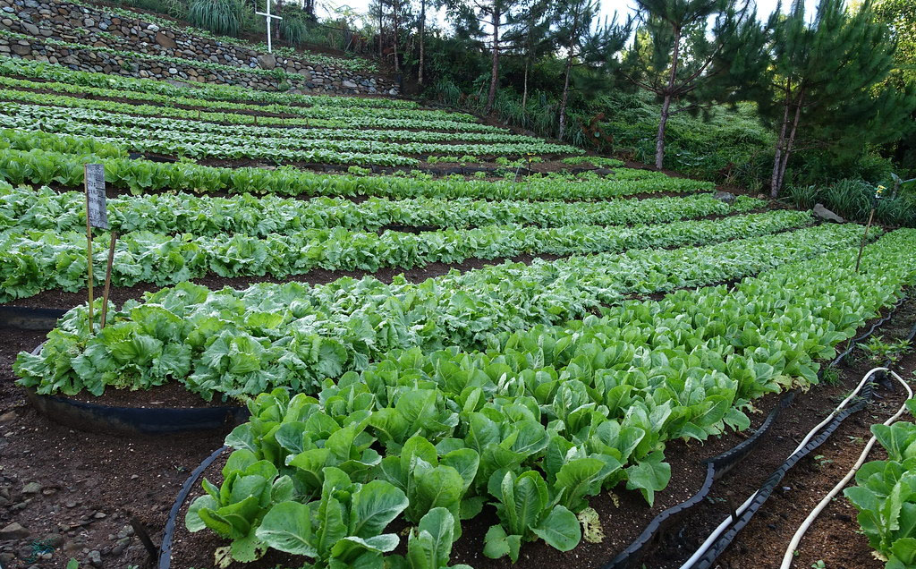 1 300 households receive irrigation plots