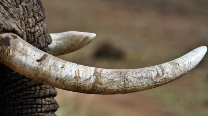 Trio in court over illegal possession of 12 raw ivory pieces