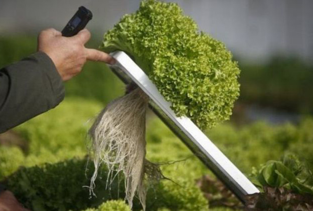 No need for soil means more food can be grown on less land- Getty Images
